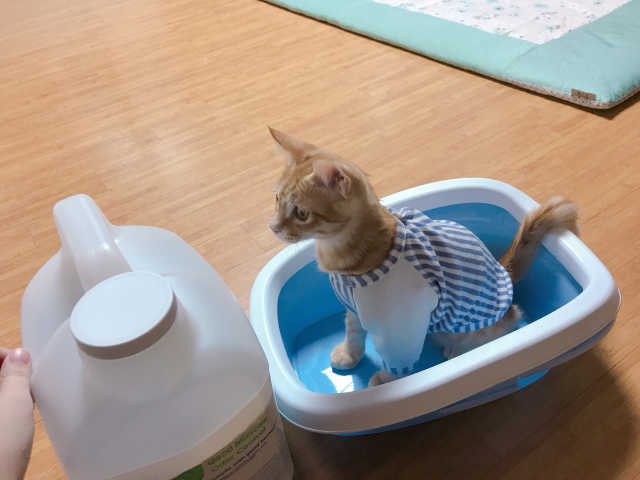 [펫토리아]캣매직CATMAGIC고양이모래 리뷰 사진