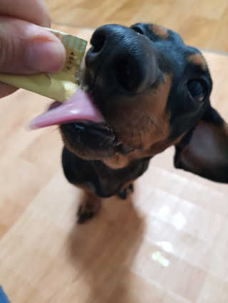 [펫토리아] 강아지,고양이겸용 짜먹는 한입뚝딱 — 5점을 준 리뷰어가 2019년 1월 올린 사용 사진