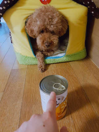 [펫토리아]배피 고양이,빌리강아지 대용량주식캔 — 5점을 준 리뷰어가 2019년 7월 올린 사용 사진