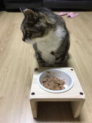 [펫토리아]배피 고양이,빌리강아지 대용량주식캔 — 5점을 준 리뷰어가 2019년 7월 올린 사용 사진