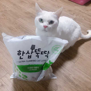 [펫토리아] BEST 고양이두부모래 6L 한삽뚝딱 — 4.5점을 준 리뷰어가 2019년 1월 올린 사용 사진