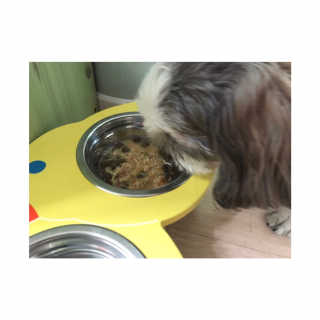 [펫토리아] 토로토로 하치  강아지 파우치간식 — 5점을 준 리뷰어가 2019년 6월 올린 사용 사진