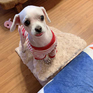 펫토리아 한탭뚝딱 강아지계단 사각형  P-YS001 — 5점을 준 리뷰어가 2019년 4월 올린 사용 사진