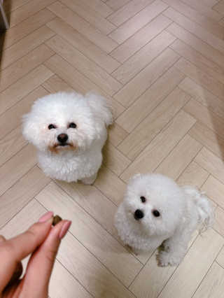 러비댕댕님이 올린 리뷰 사진 2