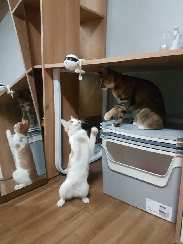 옥희독희 캣요요볼 리뷰 사진