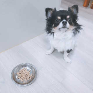 [펫토리아] 맛도 영양도 BEST 한끼뚝딱 강아지 사료 — 5점을 준 리뷰어가 2018년 12월 올린 사용 사진