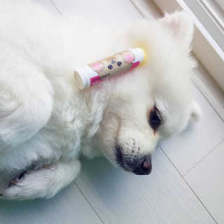 더블리스풀독 샤이니 포우 버터 0.15oz [천연 발바닥 보호제] — 4.33점을 준 리뷰어가 2018년 7월 올린 사용 사진