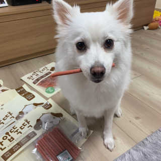 펫토리아 한입뚝딱 국내산 강아지간식 BEST 5종 — 5점을 준 리뷰어가 2019년 5월 올린 사용 사진