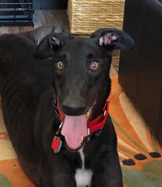앰플엔 암 페트 펩티드 샷 AMPOULE — 5점을 준 리뷰어가 2019년 6월 올린 사용 사진