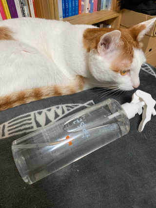 [펫토리아]살균뚝딱 강아지 고양이 살균소독제 탈취제 — 5점을 준 리뷰어가 2020년 3월 올린 사용 사진