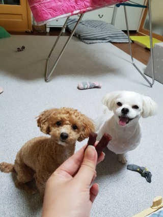 푸디웜 주식회사 [푸디웜] 강아지 저알러지 수제간식 3종세트 — 5점을 준 리뷰어가 2019년 2월 올린 사용 사진