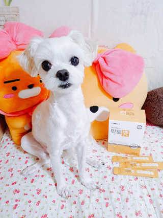 유산균하우스 [프로바이오닉]락토벳 — 5점을 준 리뷰어가 2019년 7월 올린 사용 사진