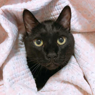 동원 참치킹 고양이 캔 12개입 — 4.33점을 준 리뷰어가 2018년 10월 올린 사용 사진