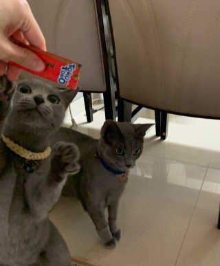 펫토리아 짜먹는 토로토로 고양이 파우치 간식 — 5점을 준 리뷰어가 2019년 6월 올린 사용 사진