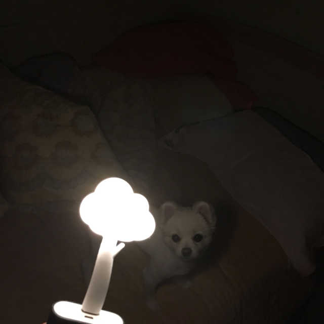 VACII USB타입LED램프 리뷰 사진