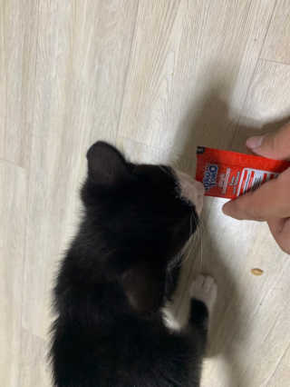펫토리아 짜먹는 토로토로 고양이 파우치 간식 — 5점을 준 리뷰어가 2019년 6월 올린 사용 사진