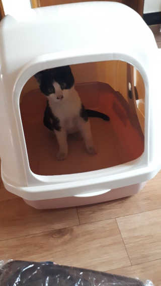 [펫토리아] BEST 한큐뚝딱 고양이 후드형 화장실 — 5점을 준 리뷰어가 2019년 1월 올린 사용 사진