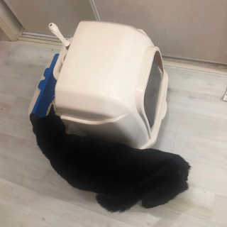 [펫토리아] BEST 한큐뚝딱 고양이 후드형 화장실 — 4.5점을 준 리뷰어가 2019년 1월 올린 사용 사진