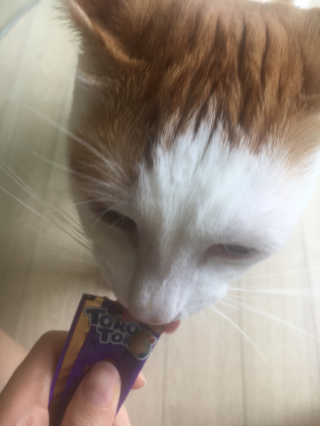 펫토리아 짜먹는 토로토로 고양이 파우치 간식 — 5점을 준 리뷰어가 2019년 6월 올린 사용 사진