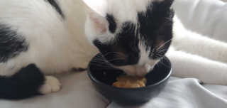 [펫토리아]짜먹는 한입뚝딱 강아지.고양이 마약간식 — 5점을 준 리뷰어가 2019년 8월 올린 사용 사진