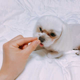 펫츠플레이트 동결건조간식 기호성 테스트 8종 — 5점을 준 리뷰어가 2018년 5월 올린 사용 사진