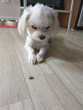 [펫토리아] 맛도 영양도 BEST 한끼뚝딱 강아지 사료 — 5점을 준 리뷰어가 2018년 12월 올린 사용 사진