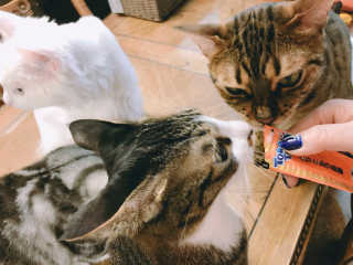 펫토리아 짜먹는 토로토로 고양이 파우치 간식 — 5점을 준 리뷰어가 2019년 6월 올린 사용 사진