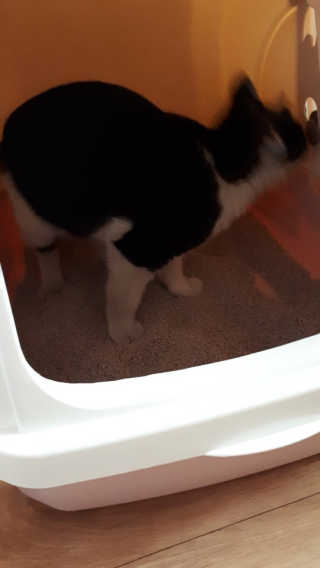 [펫토리아] BEST 한큐뚝딱 고양이 후드형 화장실 — 5점을 준 리뷰어가 2019년 1월 올린 사용 사진