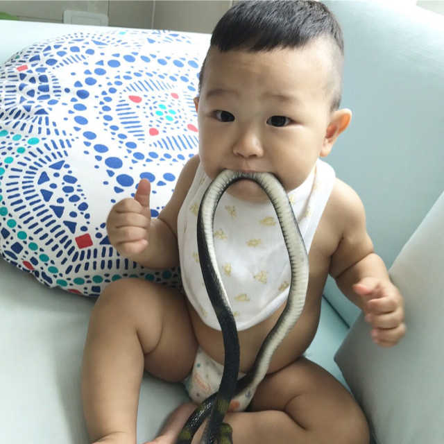 리얼 뱀 모형 (랜덤) 리뷰 사진