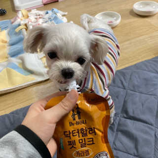 닥터할리펫밀크 8종 — 3.5점을 준 리뷰어가 2019년 11월 올린 사용 사진