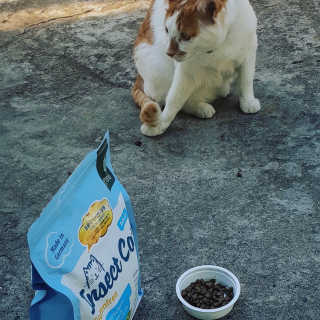 그린펫푸드 인섹트캣 글루텐프리（1.2KG） — 5점을 준 리뷰어가 2019년 9월 올린 사용 사진