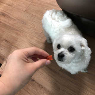 오빠독 국내산 강아지 간식 수제 큐브 4종 — 5점을 준 리뷰어가 2018년 4월 올린 사용 사진