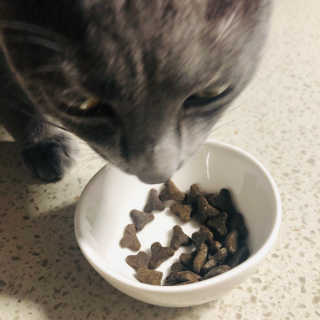 [펫토리아] 퍼스트메이트 고양이 사료 — 4점을 준 리뷰어가 2019년 5월 올린 사용 사진
