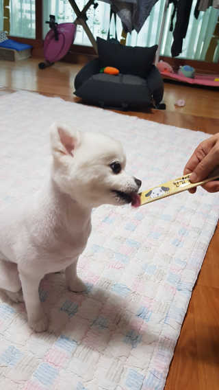 [펫토리아]짜먹는 한입뚝딱 강아지.고양이 마약간식 — 5점을 준 리뷰어가 2019년 8월 올린 사용 사진