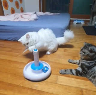 솜팡님이 올린 리뷰 사진 3