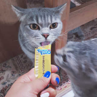 펫토리아 짜먹는 토로토로 고양이 파우치 간식 — 5점을 준 리뷰어가 2019년 6월 올린 사용 사진