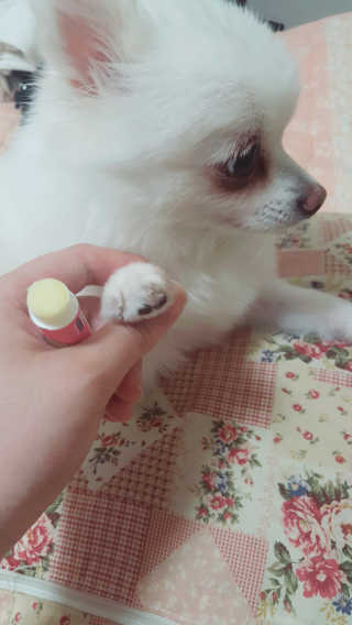 더블리스풀독 샤이니 포우 버터 0.15oz [천연 발바닥 보호제] — 4.33점을 준 리뷰어가 2018년 7월 올린 사용 사진