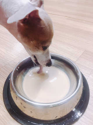 [빙그레] 에버그로 생유산균 1봉（10포입）+펫밀크2팩 — 5점을 준 리뷰어가 2019년 5월 올린 사용 사진