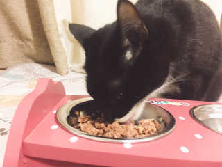 동원 참치킹 고양이 캔 12개입 — 5점을 준 리뷰어가 2018년 10월 올린 사용 사진