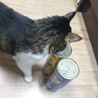 [펫토리아]토로토로 고양이 주식캔 — 5점을 준 리뷰어가 2019년 8월 올린 사용 사진