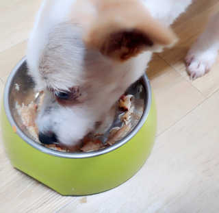 [펫토리아] 토로토로 하치  강아지 파우치간식 — 5점을 준 리뷰어가 2019년 7월 올린 사용 사진