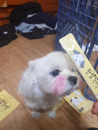 [펫토리아] 강아지,고양이겸용 짜먹는 한입뚝딱 — 1점을 준 리뷰어가 2019년 2월 올린 사용 사진