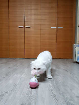 boggybok님이 올린 리뷰 사진 2