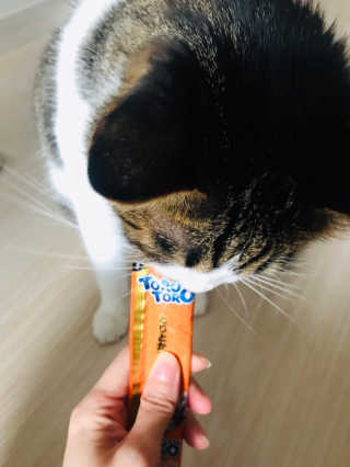 펫토리아 짜먹는 토로토로 고양이 파우치 간식 — 5점을 준 리뷰어가 2019년 6월 올린 사용 사진