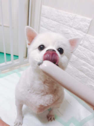 [펫토리아] 뚝딱뚝딱 400g 강아지 간식 베스트5종 — 5점을 준 리뷰어가 2019년 1월 올린 사용 사진