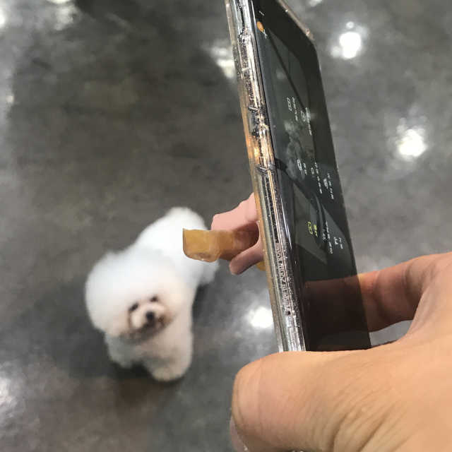 반려동물 인생샷 제조기, 여기보시개 리뷰 사진