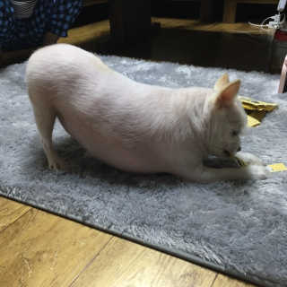 [펫토리아] 강아지,고양이겸용 짜먹는 한입뚝딱 — 5점을 준 리뷰어가 2019년 2월 올린 사용 사진