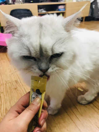 [펫토리아] 강아지,고양이겸용 짜먹는 한입뚝딱 — 5점을 준 리뷰어가 2019년 2월 올린 사용 사진
