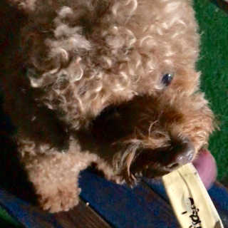 [펫토리아]짜먹는 한입뚝딱 강아지.고양이 마약간식 — 5점을 준 리뷰어가 2019년 8월 올린 사용 사진