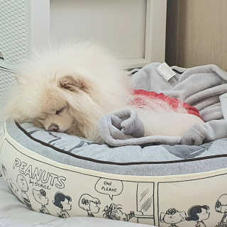 [펫토리아]살균뚝딱 강아지 고양이 살균소독제 탈취제 — 5점을 준 리뷰어가 2019년 10월 올린 사용 사진